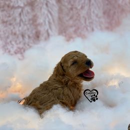 Poodle Puppies from Cuddles n Curls