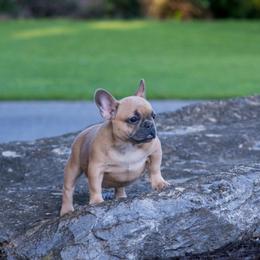 Bluefawn female - Blue fawn female French Bulldog puppy in Pennsylvania from R & C French Bulldogs