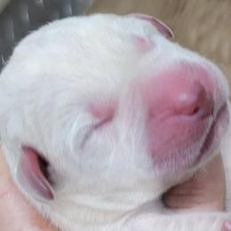 Girl 1 is reserved - Yellow female Labrador Retriever puppy in Lakeside, California from Labs To Love