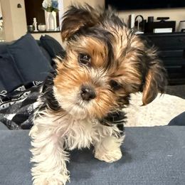 Black and White Boy - Parti male Yorkshire Terrier puppy in North Las Vegas, Nevada from KD's Yorkshire Terriers