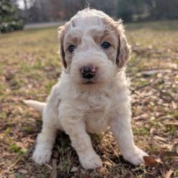 Beige - Parti female Goldendoodle puppy in Midland, North Carolina from Alger Farm, LLC