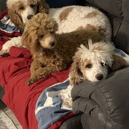 Poodle Puppies from Sunflower Poodles
