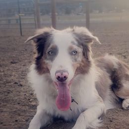 Border Collies from Wilson Stockdogs