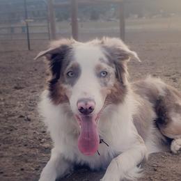 Border Collies from Wilson Stockdogs
