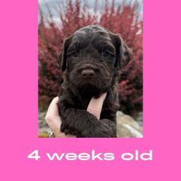 Leia - Chocolate female Australian Labradoodle puppy in Beavercreek, Oregon from Auburn Sky Labradoodles
