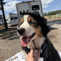 Colin - Black tri-color male Australian Shepherd puppy in Ruther Glen, Virginia from Reinem-N-Kennels