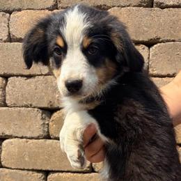 Michael Jackson - Black tri male Miniature Australian Shepherd puppy in Stanwood, Washington from Blair farm mini Aussies