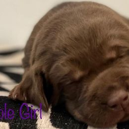 Labrador Retriever Puppies from Travis’ Chocolate Labradors