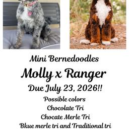 Bernedoodle puppies from Cascade Springs Doodles