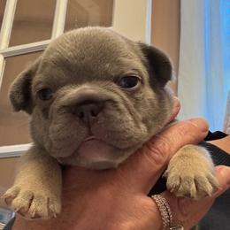 Boy 1 - Tricolors male French Bulldog puppy in Norwalk, Ohio from The Frenchie Ravine Connection LLC