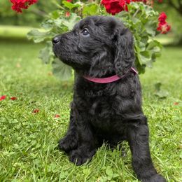Black Girl - Petunia - Labradoodle puppy in Canton, North Carolina from Pisgah Creek Doodles