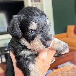 Merlot Gorgeous phantom - Black and silver male Miniature Schnauzer puppy in Temple, Texas from Schnauzers Of Taylor