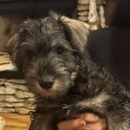 Charlie - Black and silver male Miniature Schnauzer puppy in Akeley, Minnesota from Great Northern Schnauzers
