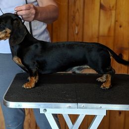 Rupert - Dachshund