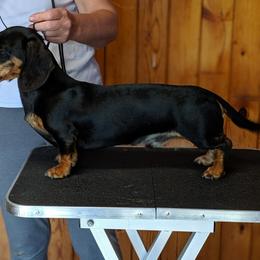 Rupert - Dachshund