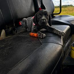 Yellow Collar - Black roan male German Shorthaired Pointer puppy in Axtell, Texas from Texas German Shorthaired Pointers