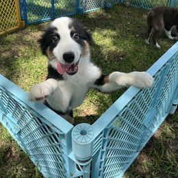 Boy 1 - Black tri-color male Australian Shepherd puppy in Lakeland, Florida from Infinite Aussies