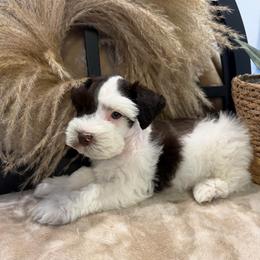 Shining Armor - Parti male Miniature Schnauzer puppy in Menifee, California from Violet’s Meadow
