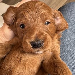 Nova - Red  female Goldendoodle puppy in Gilbert, Arizona from DogHouse Doodles