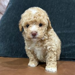 Kobe - Apricot male Poodle puppy in Nacogdoches, Texas from Nacadoodles