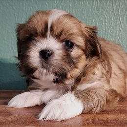 Rudy - Sable and white male Shih Tzu puppy in Wolcottville, Indiana from Ducky's Doodles