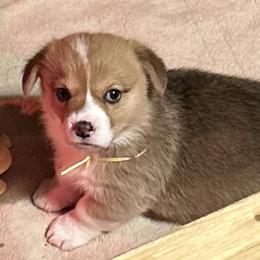 Princess Charlotte - Red female Pembroke Welsh Corgi puppy in Parsons, Tennessee from Classy Country Corgis