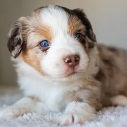 Andie - Red merle female Miniature American Shepherd puppy in Tonopah, Arizona from King's Miniature American Shepherds
