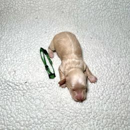 Cash - Cream male Dachshund puppy in Stilwell, Oklahoma from Mountain Top Dachshunds