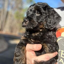 Tiana - Phantom Bernedoodle puppy in Arab, Alabama from ConkleDoodlePoos