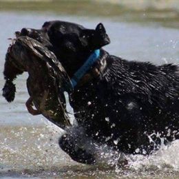 Labrador Retrievers from Maridan Labradors
