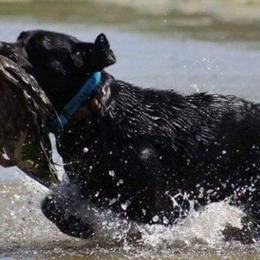 Labrador Retrievers from Maridan Labradors