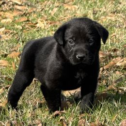 Black - Black male Labrador Retriever puppy in Kinta, Oklahoma from Beaver Creek Kennels