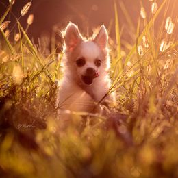 DiLusso’s Silver - Fawn and white Chihuahua puppy in Monroe, North Carolina from DiLusso Chihuahuas