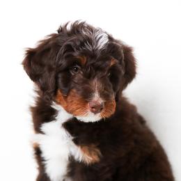 Edith - Brown and white female Bernedoodle puppy in Star, Idaho from Rosie’s Tribe