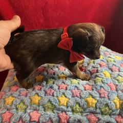 Prague Ratter Puppies from North Star Gem’s Prague Ratters