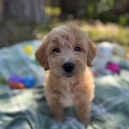 Robin - Cream male Goldendoodle puppy in Jacksonville, Florida from Dandelion Doodles