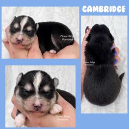 Cambridge - Black and white male Pomsky puppy in Sheffield, Iowa from Clover Ridge Pomskies