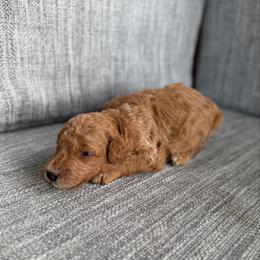 Boy 1 - Red male Bernedoodle puppy in Spring Hill, Florida from Ohana Doodles x Frenchies