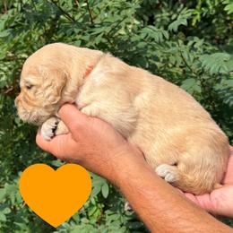 Abigail (Orange) - Golden female Golden Retriever puppy in Cadillac, Michigan from K & M Golden Retrievers