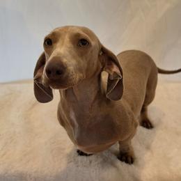 Gisele - Dachshund