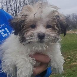 Bernardo - Parti male Maltipoo puppy in Lebanon, Kentucky from Mosaic Merle Doodles