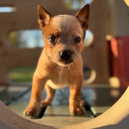 Brisket - Fall Sale - Red speckled male Australian Cattle Dog puppy in Oronogo, Missouri from Dutton's Show Me Farms