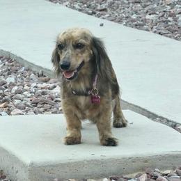KitKat - Dachshund