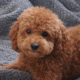 Coco - Cavapoo