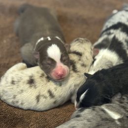 Girl 3 - Chocolate female Pomsky puppy in Sturgis, Kentucky from Furever Pomskies