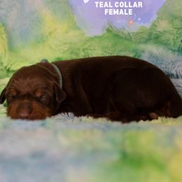 Doberman Pinscher Puppies from Rockin K Kennels
