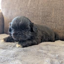 Cleo - Black female Pekingese puppy in Kingman, Arizona from Faithlyn Harvey