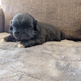 Cleo - Black female Pekingese puppy in Kingman, Arizona from Faithlyn Harvey