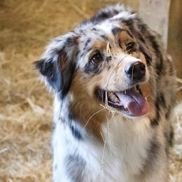 Australian Shepherds from Kluna's Australian Shepherds