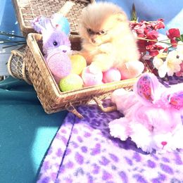 Karmella - Beaver Pomeranian puppy in Cass City, Michigan from Lil'Fevre Chihuahuas